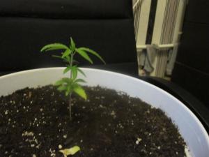 post-50139-0-38519100-1459696371_thumb.j