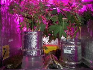 post-52063-0-74986900-1459596299_thumb.j