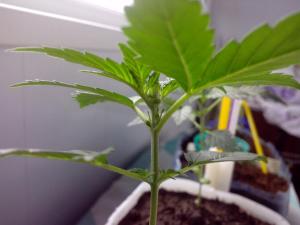 post-55226-0-87076500-1459931531_thumb.j