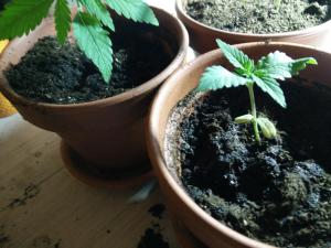 post-55284-0-03343100-1459870143_thumb.j