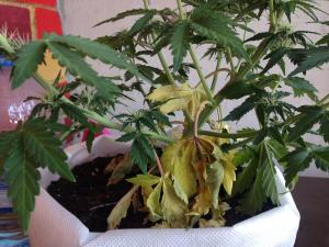 post-56305-0-27341200-1462009626_thumb.j