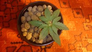 post-56366-0-67682700-1459972046_thumb.j