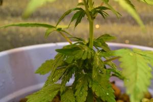 post-4912-0-11800600-1367861672_thumb.jp