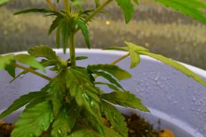 post-4912-0-84860900-1367861663_thumb.jp