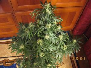 post-4943-0-02946100-1369582128_thumb.jp