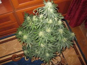 post-4943-0-56664100-1369924927_thumb.jp