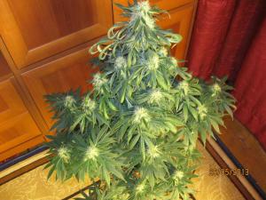 post-4943-0-58134800-1369582106_thumb.jp