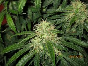 post-4943-0-61544400-1369924902_thumb.jp