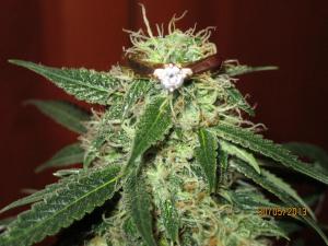 post-4943-0-63008100-1369924839_thumb.jp