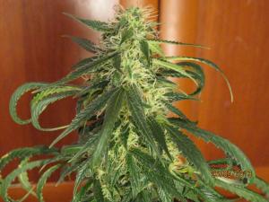 post-4943-0-71214300-1369581929_thumb.jp