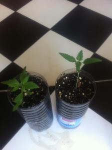 post-6541-0-32831600-1367585359_thumb.jp