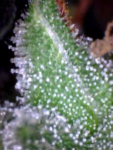 post-6541-0-97306300-1369690421_thumb.jp