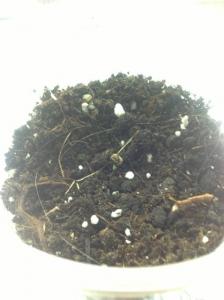 post-7392-0-08524300-1368895092_thumb.jp