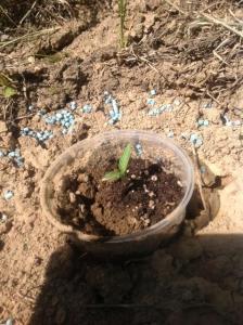 post-7392-0-46707400-1368894444_thumb.jp