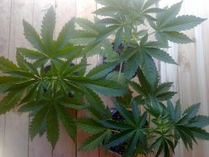 post-7488-0-05592900-1367839204_thumb.jp