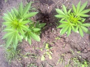 post-7488-0-17919700-1368699774_thumb.jp