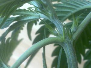 post-7488-0-23586200-1368437999_thumb.jp