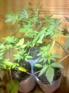 post-7488-0-26785800-1368269996_thumb.jp