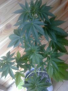 post-7488-0-27084700-1368786477_thumb.jp