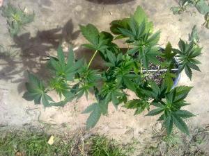 post-7488-0-36806300-1368437833_thumb.jp