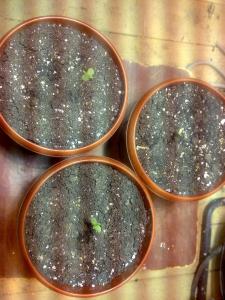 post-7488-0-55620300-1367558573_thumb.jp