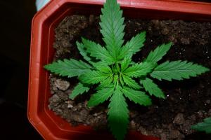 post-7852-0-00109200-1369064053_thumb.jp