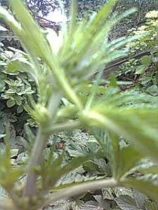 post-8248-0-54261200-1369467819_thumb.jp