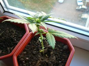 post-8848-0-72171700-1369752325_thumb.jp