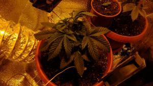 post-12583-0-16631200-1400663807_thumb.j