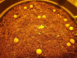 post-1344-0-33975500-1400342220_thumb.jp