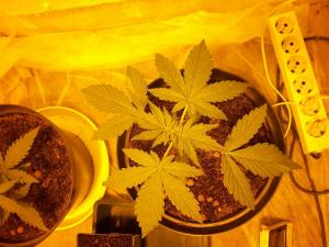 post-1344-0-85716700-1401476173_thumb.jp