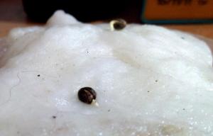 post-14946-0-61173600-1400073443_thumb.j