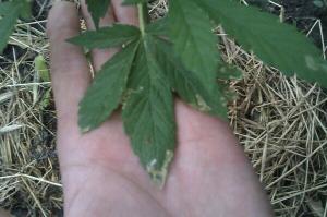 post-20423-0-46136200-1401389368_thumb.j