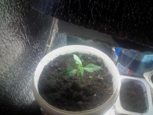 post-21979-0-74710400-1398932753_thumb.j