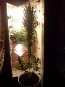 post-23870-0-05544600-1400781638_thumb.j