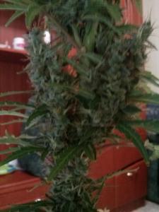 post-23870-0-26376000-1400606325_thumb.j