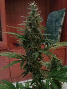 post-23870-0-32255700-1400606200_thumb.j