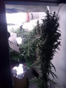 post-23870-0-53986600-1400776470_thumb.j