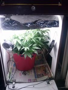 post-23870-0-96710700-1400510014_thumb.j