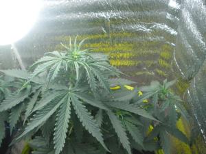 post-25440-0-20958800-1400782307_thumb.j