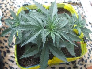 post-25440-0-26341500-1400423517_thumb.j