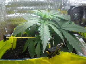 post-25440-0-31101600-1400156448_thumb.j