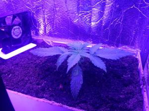 post-26068-0-95328700-1400793520_thumb.j