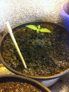 post-27171-0-06744300-1401276170_thumb.j