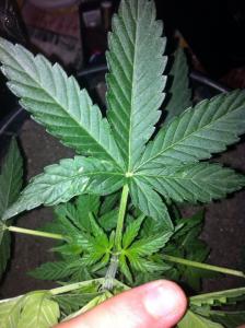 post-27171-0-24719800-1401454338_thumb.j