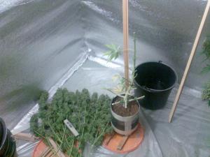 post-5118-0-30164500-1400396779_thumb.jp