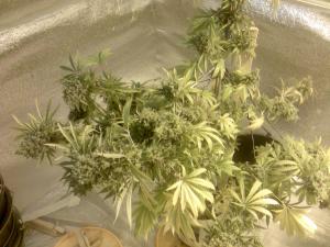 post-5118-0-35200900-1400396744_thumb.jp