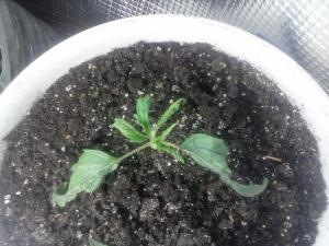 post-5548-0-22761800-1399193800_thumb.jp