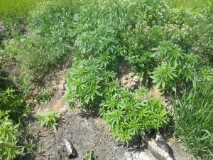 post-11500-0-43795500-1431951180_thumb.j