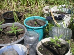 post-18684-0-47604900-1432570745_thumb.j